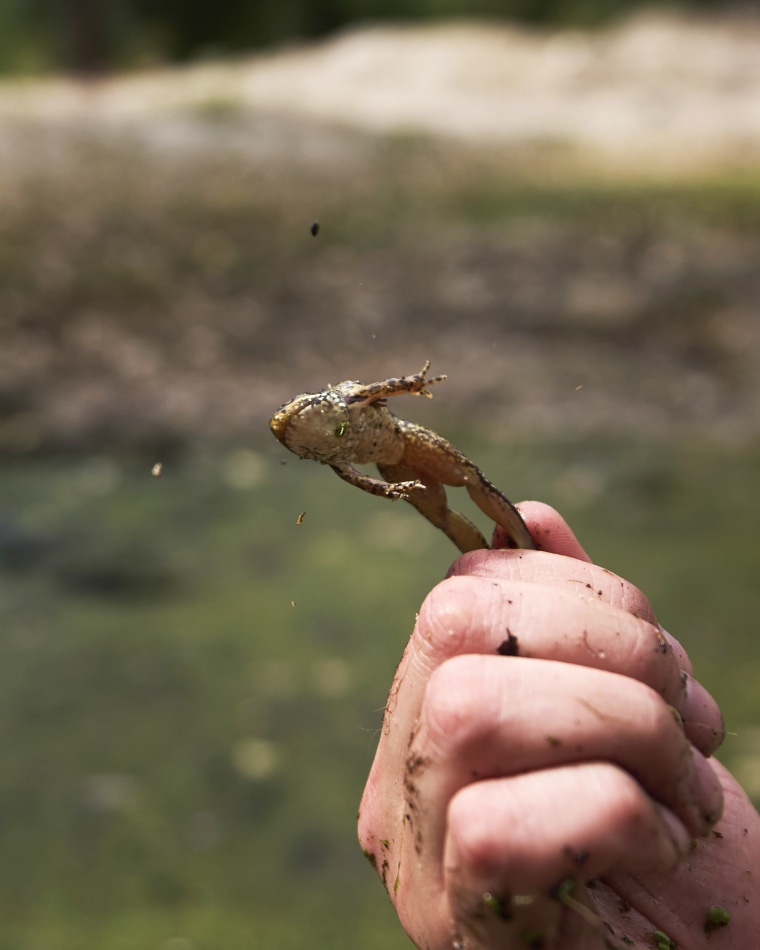 A red-legged froglet leaping from a human hand